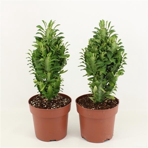 Euphorbia Trigona Groen in Blanco hoes P17
