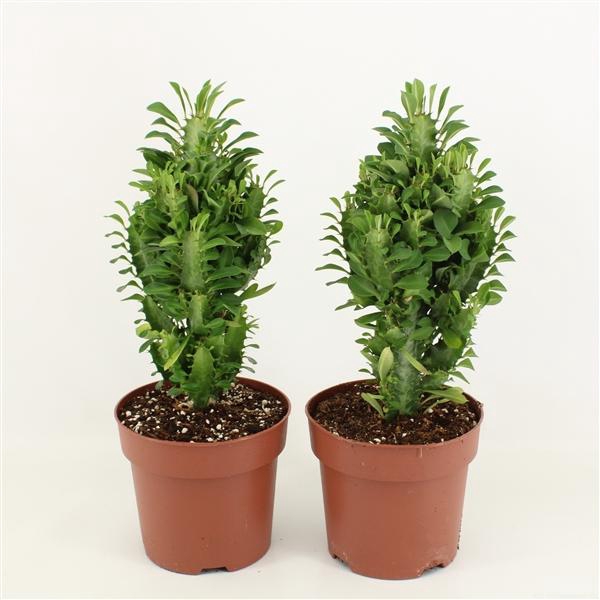 <h4>Euphorbia Trigona Groen in Blanco hoes P17</h4>