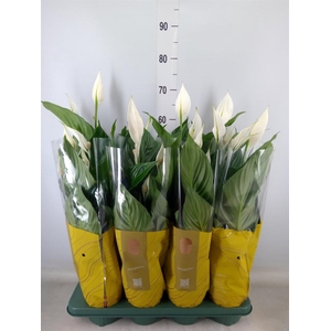 Spathiphyllum  'Sweet Ricardo'