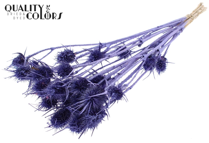 <h4>Droogbloemen   ...bewerkt H%</h4>