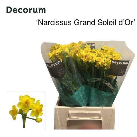 <h4>NARC TA SOLEIL D OR</h4>