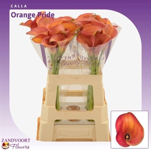 Calla Orange Pride