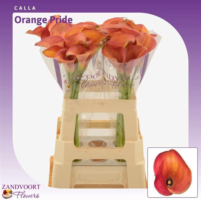 <h4>Calla Orange Pride</h4>