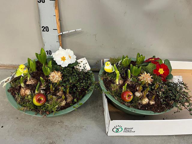 <h4>ARR BOL KNOLGEWAS</h4>