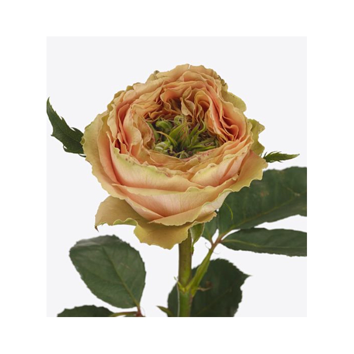 <h4>Rosa Golden Lady</h4>