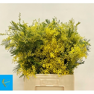 ACACIA BAILEYA BL BS