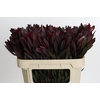 Leucadendron Saf Sunset Dark Red