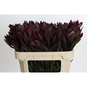 Leucadendron Saf Sunset Dark R.