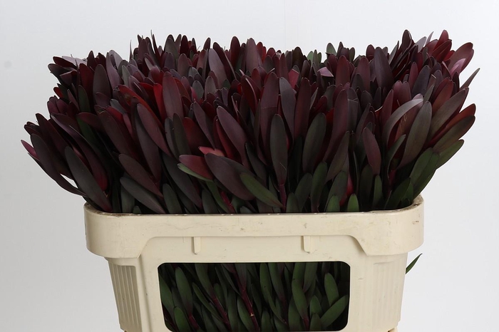 Leucadendron Saf Sunset Dark R.