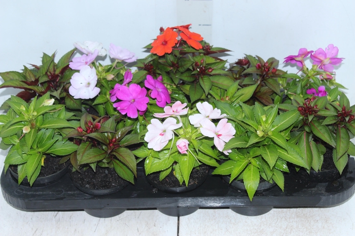 <h4>SUNPATIENS P11</h4>