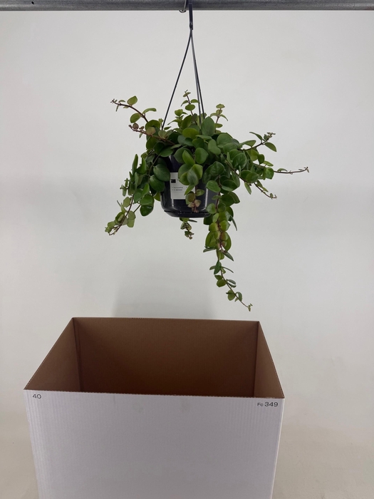 <h4>AESCHYN PINK POLKA</h4>