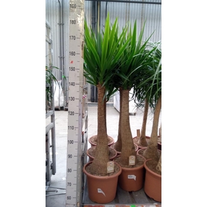 Yucca elephantipes   ...