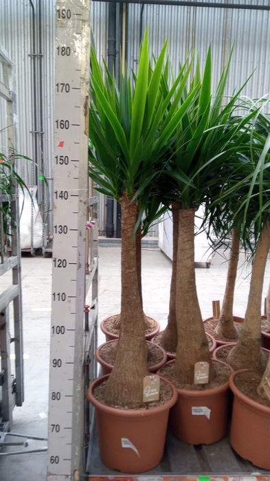 <h4>Yucca elephantipes   ...</h4>