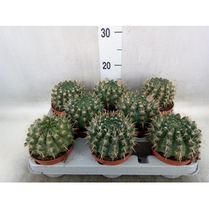 Parodia mammulosa