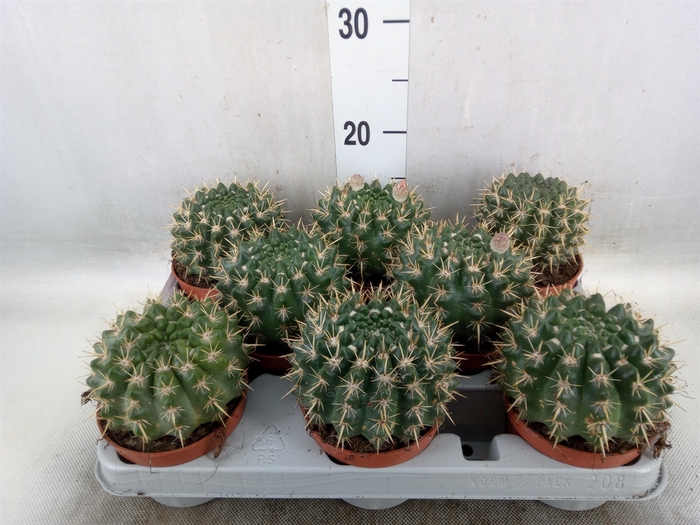 <h4>Parodia mammulosa</h4>