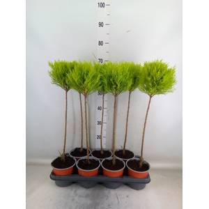 Cupressus macro. 'Goldcrest' .shape