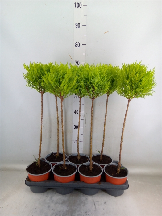 <h4>Cupressus macro. 'Goldcrest' .shape</h4>