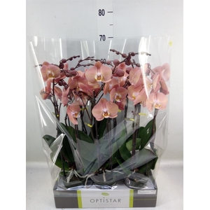 Phalaenopsis   ...orange