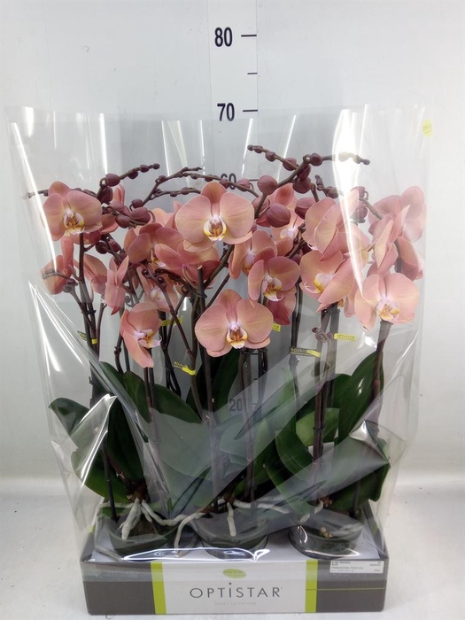 <h4>Phalaenopsis   ...orange</h4>