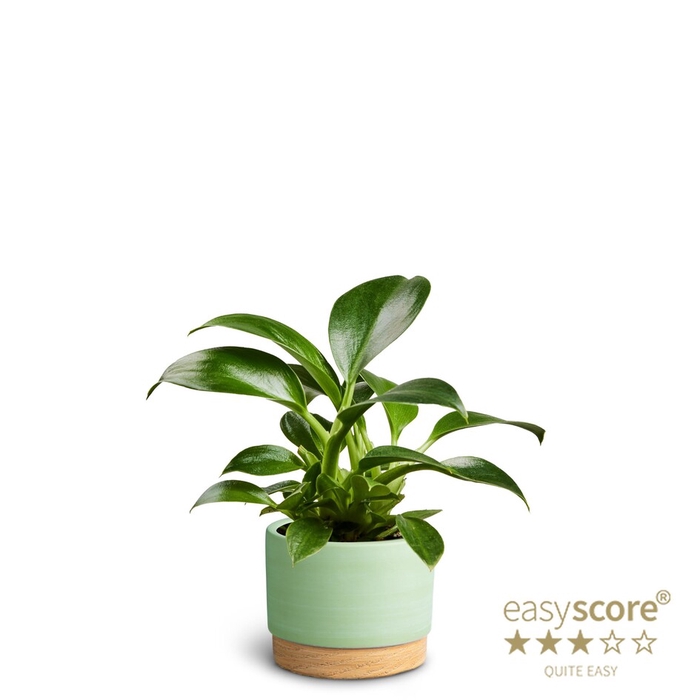 PHILODENDRON ERUBESCENS P7