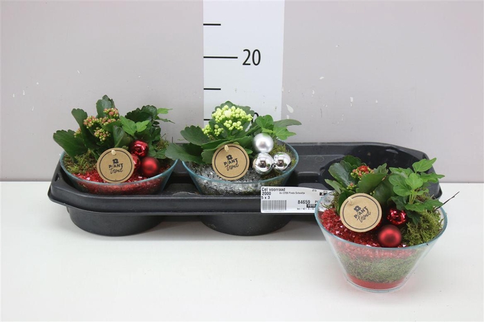 <h4>Arr 0709 Pinda Schaaltje</h4>