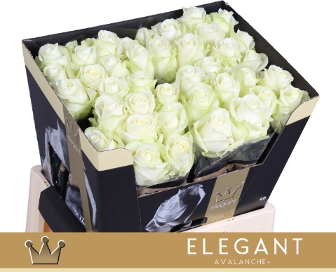 <h4>R Gr Avalanche+</h4>