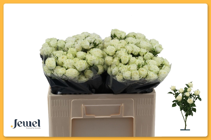 <h4>R TR MILKY WAY</h4>