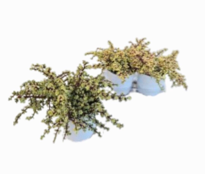 <h4>PORTULAC A VARIEGATA</h4>