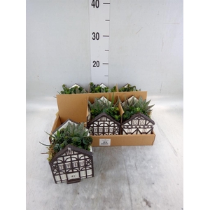 Arr.   Kamerplant Groen L%