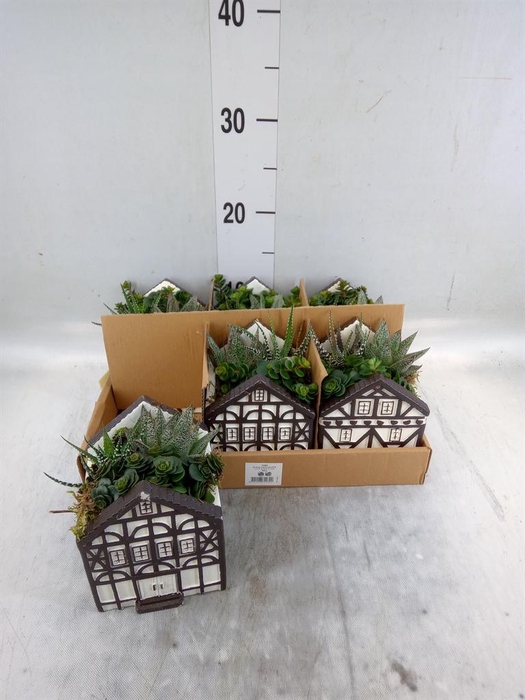 <h4>Arr. Kamerplant Groen L%</h4>