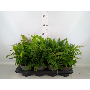 Ferns   ...mix