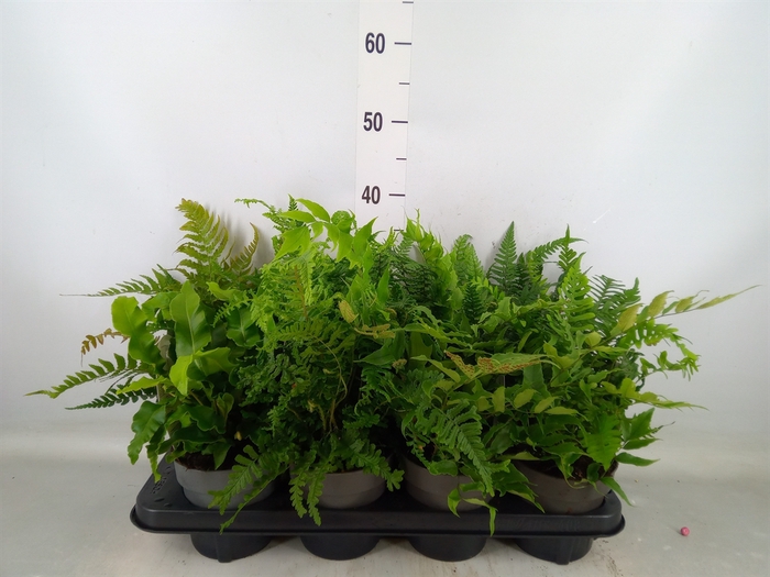 <h4>Ferns   ...mix</h4>