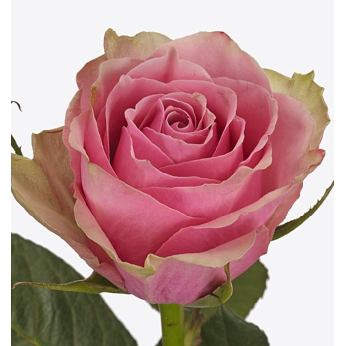 <h4>Rosa Athena Royale</h4>