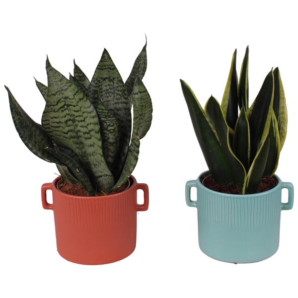 <h4>Sansevieria mix Ø12cm in Ø17cm Ceramic EV463</h4>