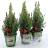 Picea Gl Perfecta In Zinken Pot