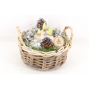 arr4 Hyacint PL - Kubumand laag