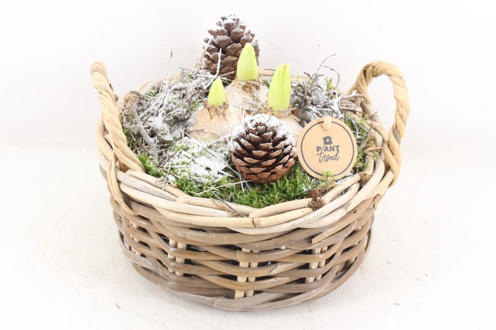 <h4>arr4 Hyacint PL - Kubumand laag</h4>