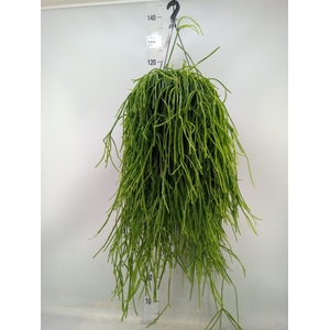Rhipsalis   ...