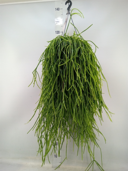 <h4>Rhipsalis   ...</h4>