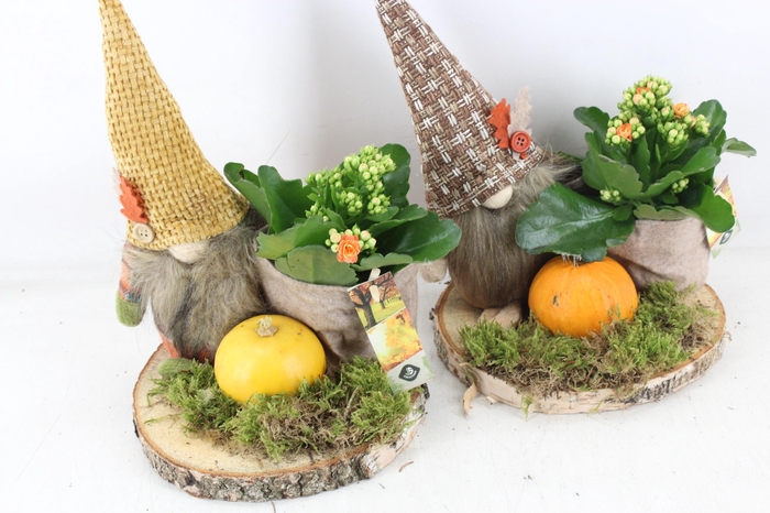 <h4>arr2 JS - Hout schijf gnome x3</h4>