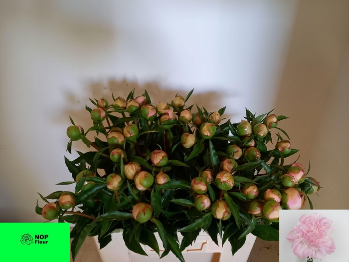 <h4>PAEO L ALERTIE</h4>