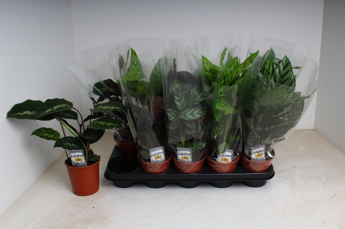 <h4>CALAT GEM 3 SRT</h4>