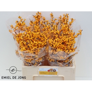 ILEX VE GOLD VERBOOM