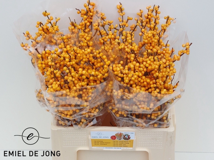 <h4>ILEX VE GOLD VERBOOM</h4>