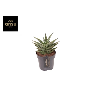 Sansevieria Comet Mini Queen No. 1