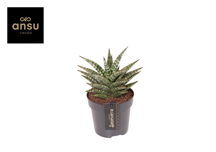 <h4>Sansevieria Comet Mini Queen No. 1</h4>