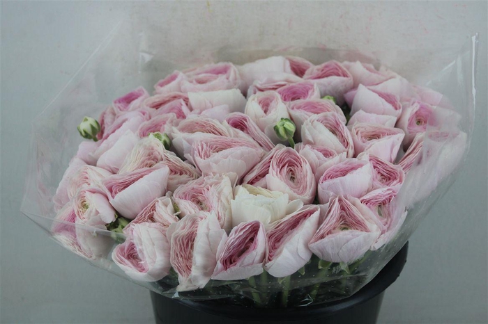 <h4>Ran Cloni Ex Hanoi</h4>