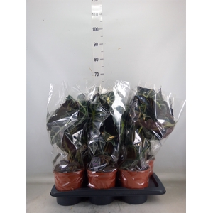 Alocasia amazonica 'Polly'
