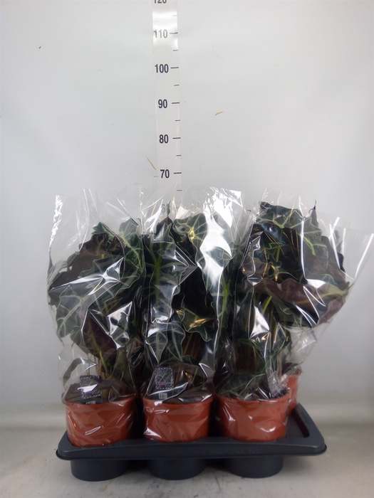<h4>Alocasia amazonica 'Polly'</h4>