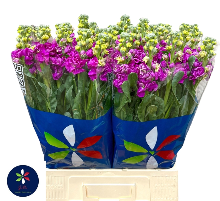 <h4>MATTH IRON ROSE</h4>